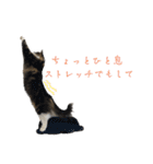 ノルウェージャンフォレストキャットrouis2（個別スタンプ：6）