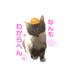 ノルウェージャンフォレストキャットrouis2（個別スタンプ：8）