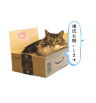 ノルウェージャンフォレストキャットrouis2（個別スタンプ：9）