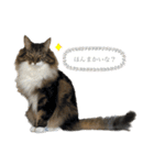 ノルウェージャンフォレストキャットrouis2（個別スタンプ：12）