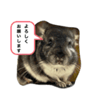 チンチラのふくちゃん♡（個別スタンプ：1）