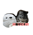 チンチラのふくちゃん♡（個別スタンプ：8）
