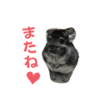 チンチラのふくちゃん♡（個別スタンプ：9）
