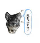 チンチラのふくちゃん♡（個別スタンプ：11）