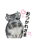 チンチラのふくちゃん♡（個別スタンプ：14）