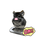 チンチラのふくちゃん♡（個別スタンプ：17）