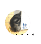 チンチラのふくちゃん♡（個別スタンプ：19）