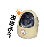 チンチラのふくちゃん♡（個別スタンプ：22）