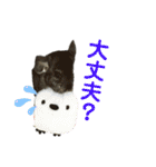 チンチラのふくちゃん♡（個別スタンプ：24）