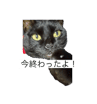 にゃんふく2（個別スタンプ：2）
