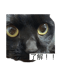 にゃんふく2（個別スタンプ：7）