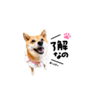 柴犬ももっぷ【基本フレーズ編 その2】（個別スタンプ：1）