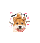 柴犬ももっぷ【基本フレーズ編 その2】（個別スタンプ：2）