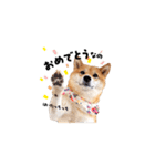 柴犬ももっぷ【基本フレーズ編 その2】（個別スタンプ：3）