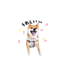 柴犬ももっぷ【基本フレーズ編 その2】（個別スタンプ：4）