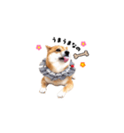 柴犬ももっぷ【基本フレーズ編 その2】（個別スタンプ：5）