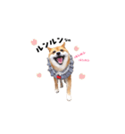 柴犬ももっぷ【基本フレーズ編 その2】（個別スタンプ：6）