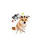 柴犬ももっぷ【基本フレーズ編 その2】（個別スタンプ：7）