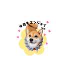 柴犬ももっぷ【基本フレーズ編 その2】（個別スタンプ：8）
