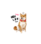 柴犬ももっぷ【基本フレーズ編 その2】（個別スタンプ：9）