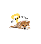 柴犬ももっぷ【基本フレーズ編 その2】（個別スタンプ：10）