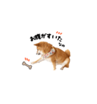 柴犬ももっぷ【基本フレーズ編 その2】（個別スタンプ：11）