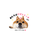 柴犬ももっぷ【基本フレーズ編 その2】（個別スタンプ：12）