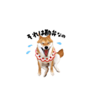 柴犬ももっぷ【基本フレーズ編 その2】（個別スタンプ：13）