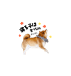 柴犬ももっぷ【基本フレーズ編 その2】（個別スタンプ：14）