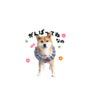 柴犬ももっぷ【基本フレーズ編 その2】（個別スタンプ：15）