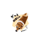 柴犬ももっぷ【基本フレーズ編 その2】（個別スタンプ：16）