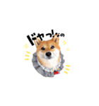 柴犬ももっぷ【基本フレーズ編 その2】（個別スタンプ：17）
