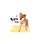 柴犬ももっぷ【基本フレーズ編 その2】（個別スタンプ：18）