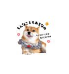 柴犬ももっぷ【基本フレーズ編 その2】（個別スタンプ：19）