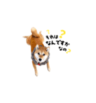 柴犬ももっぷ【基本フレーズ編 その2】（個別スタンプ：21）