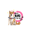 柴犬ももっぷ【基本フレーズ編 その2】（個別スタンプ：22）