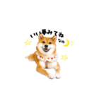 柴犬ももっぷ【基本フレーズ編 その2】（個別スタンプ：23）