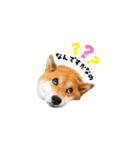 柴犬ももっぷ【基本フレーズ編 その2】（個別スタンプ：24）