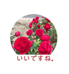 素敵なバラを見ながらお話しませんか。1（個別スタンプ：13）