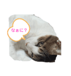 ニナチョコの日常スタンプ（個別スタンプ：1）