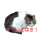 ニナチョコの日常スタンプ（個別スタンプ：3）
