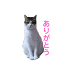 ニナチョコの日常スタンプ（個別スタンプ：7）