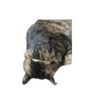 くろまめにこはっくねこたろう（個別スタンプ：2）