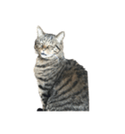 くろまめにこはっくねこたろう（個別スタンプ：3）