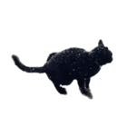 くろまめにこはっくねこたろう（個別スタンプ：6）