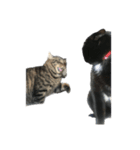 くろまめにこはっくねこたろう（個別スタンプ：8）