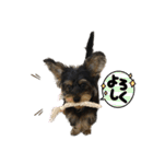 立ち耳チワックスちゃん（個別スタンプ：3）