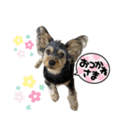 立ち耳チワックスちゃん（個別スタンプ：5）