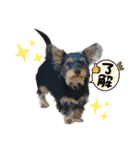 立ち耳チワックスちゃん（個別スタンプ：6）