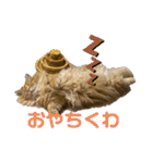 マンチカンちくわ様（個別スタンプ：1）